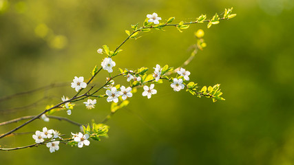 Wiosenne gałęzie z białymi kwiatami na zielonym tle