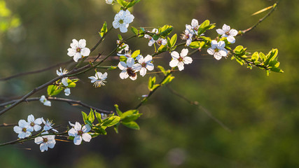 Wiosenne gałęzie z białymi kwiatami na zielonym tle © Michal45