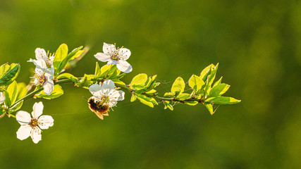 Wiosenne gałęzie z białymi kwiatami na zielonym tle © Michal45