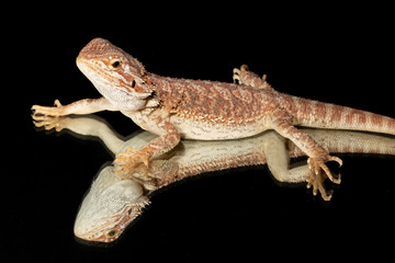 Adult Bearded Dragon Lizard