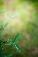 Raindrops on juicy lush green plant in summer meadow in spring summer outdoors close-up macro, freshness of nature, morning light background with copy space