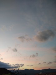 sunset tree