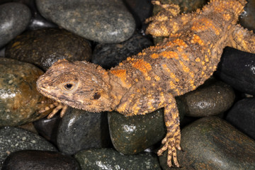 Saharan Red Uromastyx on rocks