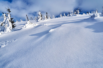 Buried in snow forest  in the Giant Mountains in Poland.