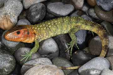 Caiman Lizard in rocky background