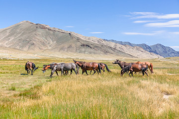 Naklejka na ściany i meble Herd of horses on mountains meadows of mongolian Altai.