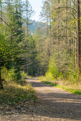 road in the forest