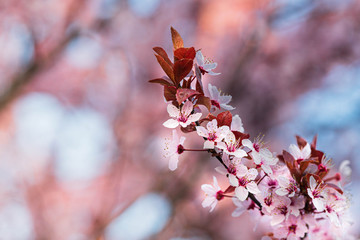 Wiosenne różowe kwiaty na drzewach oświetlone słońcem - obrazy, fototapety, plakaty