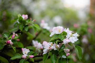 Apple flower blossom