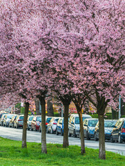 Wiosenne różowe kwiaty na drzewach oświetlone słońcem - obrazy, fototapety, plakaty
