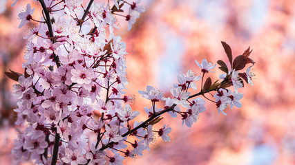 Wiosenne różowe kwiaty na drzewach oświetlone słońcem © Michal45