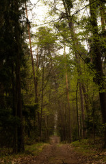 sun rays in the forest
