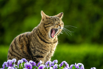 Naklejka na ściany i meble Majestic domestic cat sitting in the garden, between pansy flowers