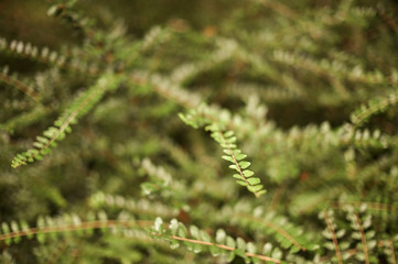 Closeup of fir needles. light blurry bokeh effect in the background. autumn trees with low depth of field. coniferous evergreen spruce trees wallpaper. green evergreen background.