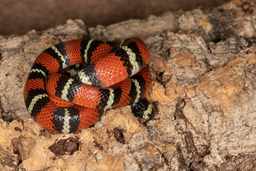 Juvenile Nelson's Milksnake in Florida