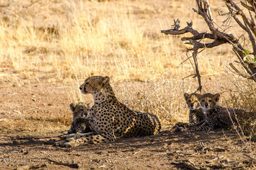 Gepard mit Jungtieren in freier Wildbahn