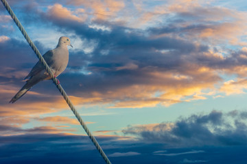 The Stand, Dove and sky double exposure, bird perched on a wire, bird watching, wildlife photography, Vibrant colorful sky, digital creative art