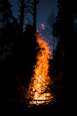 fire in the night forest