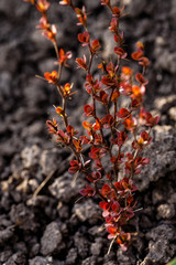 Cultivar Thunbergs barberry Berberis thunbergii Orange Rocket in the rocky garden