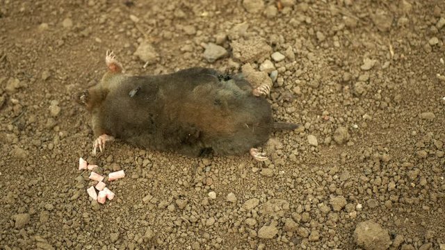 Poisoning by poison pellet rodenticides pesticide agriculture against rodents voles mice. mole European Talpa dead death corpse soil ground mouse, granule infections deratization, flies crawl fly