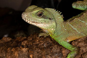 Fototapeta premium Chinese Water Dragon close up