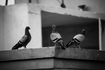 pigeons in the city