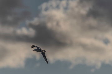 Sea gulls over Vrbenske ponds in spring blue sky day