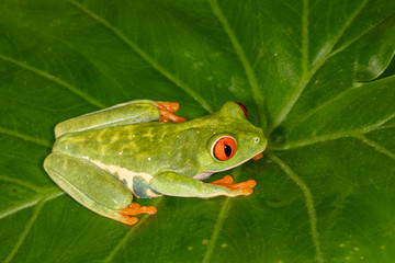 Red-eyed Green Tree Frog on Tropical Plant	