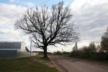 The landscape in the village with old oak-tree