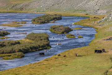 Cows cross the river. Mountain Altai, Mongolia.