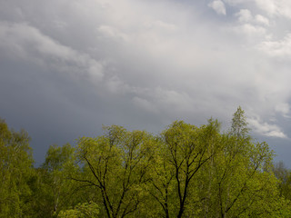 Obraz premium Backdrop like a mixed forest after rain on a background of rain clouds. Spring rains over newly flowering foliage of trees.