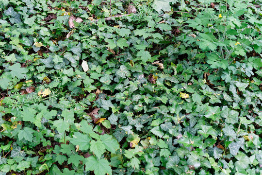 Green ivy leaves