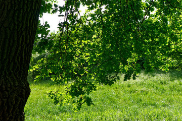 Nice colors and light through branches