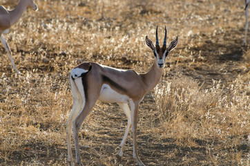 Antilope in freier Wildbahn