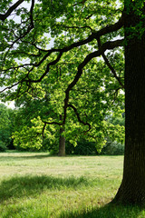 Fototapeta premium Nice colors and light through branches