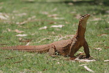 Lizzard
