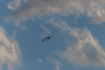 Sea gulls over Vrbenske ponds in spring blue sky day