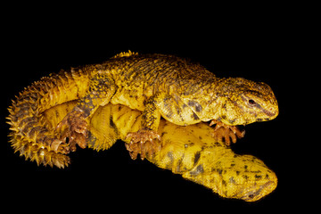 Yellow Saharan Yellow Uromastyx Lizard 
