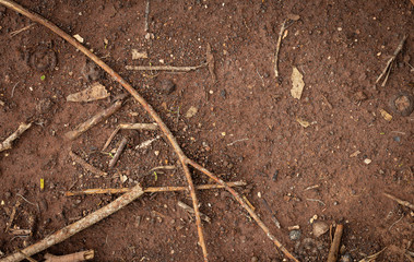 fallen pieces of trees embedded in the dark brown ground - biological process of natural land...