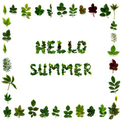 Pattern of various green leaves on  white isolated background. Lettering from the foliage "Hello Summer".