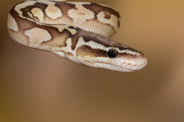 White and brown juvenile Ball Python