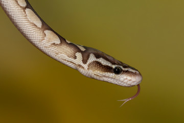 Fototapeta premium White and brown juvenile Ball Python