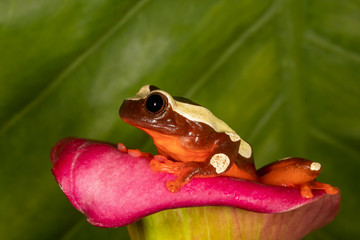Cute clown tree frog in Lilly