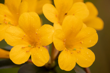 Obraz na płótnie Canvas Yellow Flowers in a Florida Nature Preserve