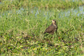 Female Snail Kite sitting in Marsh with food