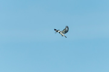Belted Kingfisher hovering over Florida Marsh