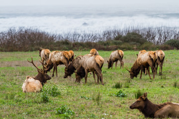 Elk at the Coast