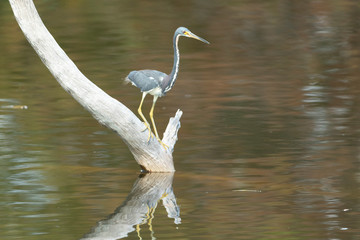 Tri-colored Heron of Snag in Florida Wetland