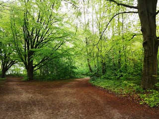 Fototapeta premium Lush green forest in spring background