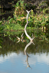 Old tree snag with reflection in a Florida Marsh